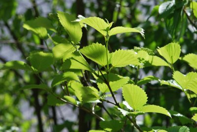 Viburnum dentatum - kalina zubatá - listy